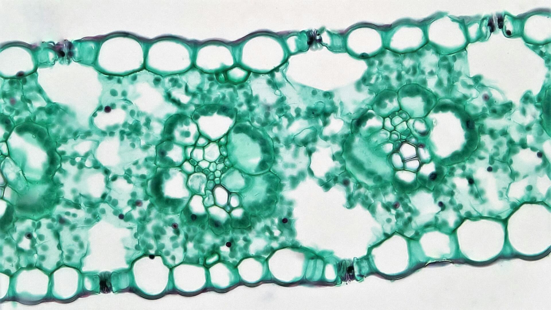 mitochondria