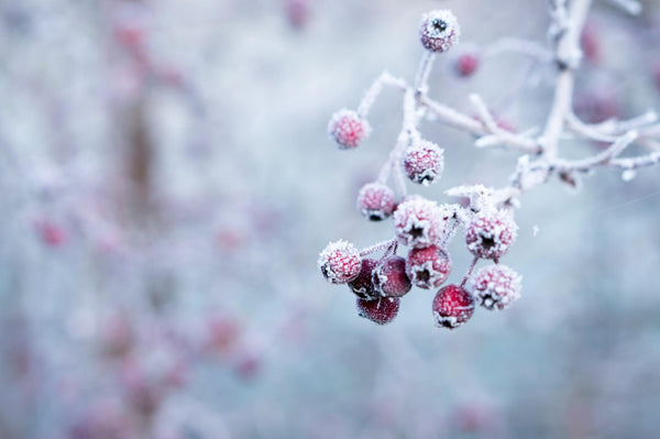 The Benefits Of Maintaining A Healthy Diet In Winter