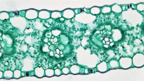 10 Ways to Increase Mitochondria and Improve Your Health